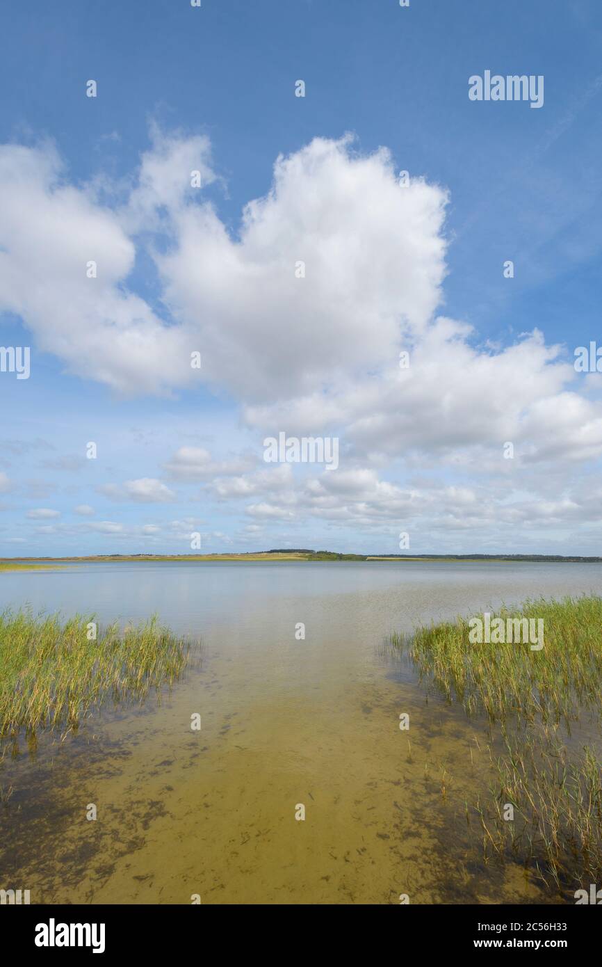 Lake with reeds in summer, Nors So, Thisted, Nationalpark Thy, North Jutland, Denmark Stock Photo