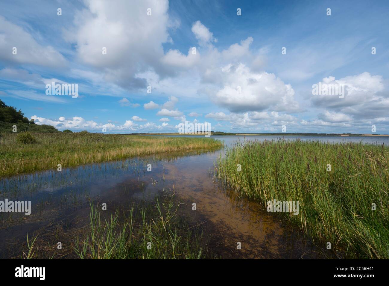 Lake with reeds in summer, Nors So, Thisted, Nationalpark Thy, North Jutland, Denmark Stock Photo
