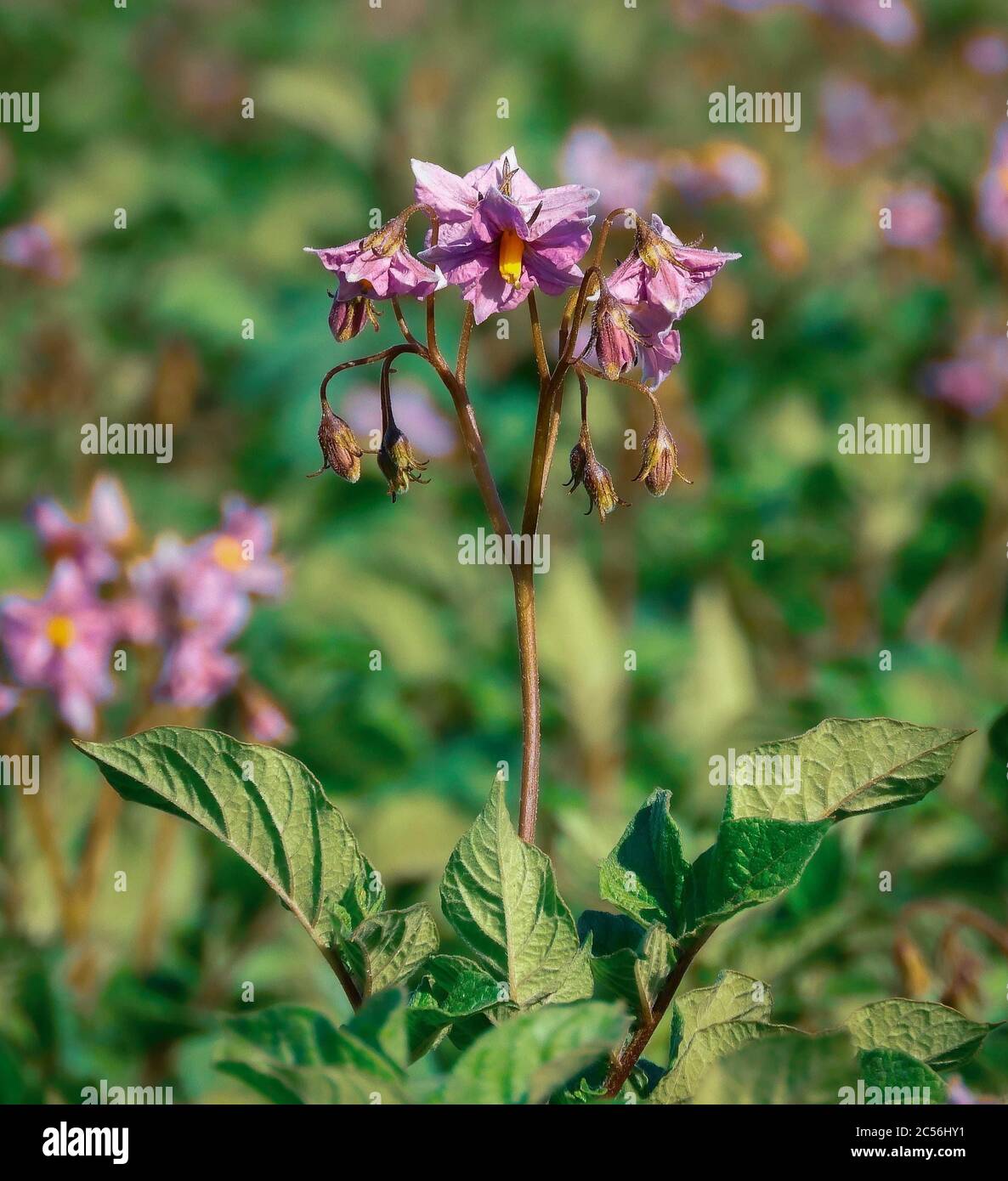 Blossomed purple flowers of the potato Stock Photo - Alamy