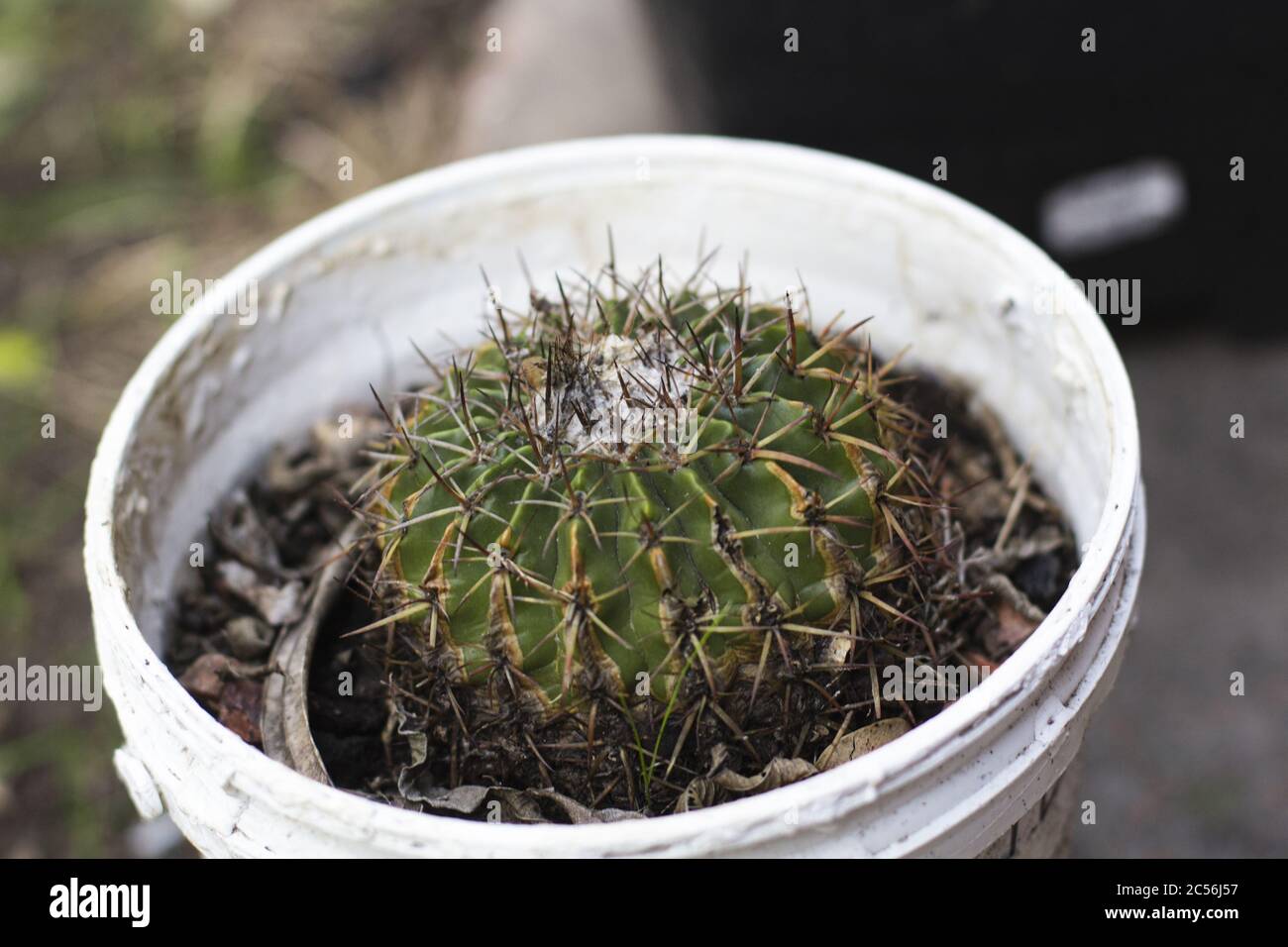 Gymnocalycium quehlianum hi-res stock photography and images - Alamy