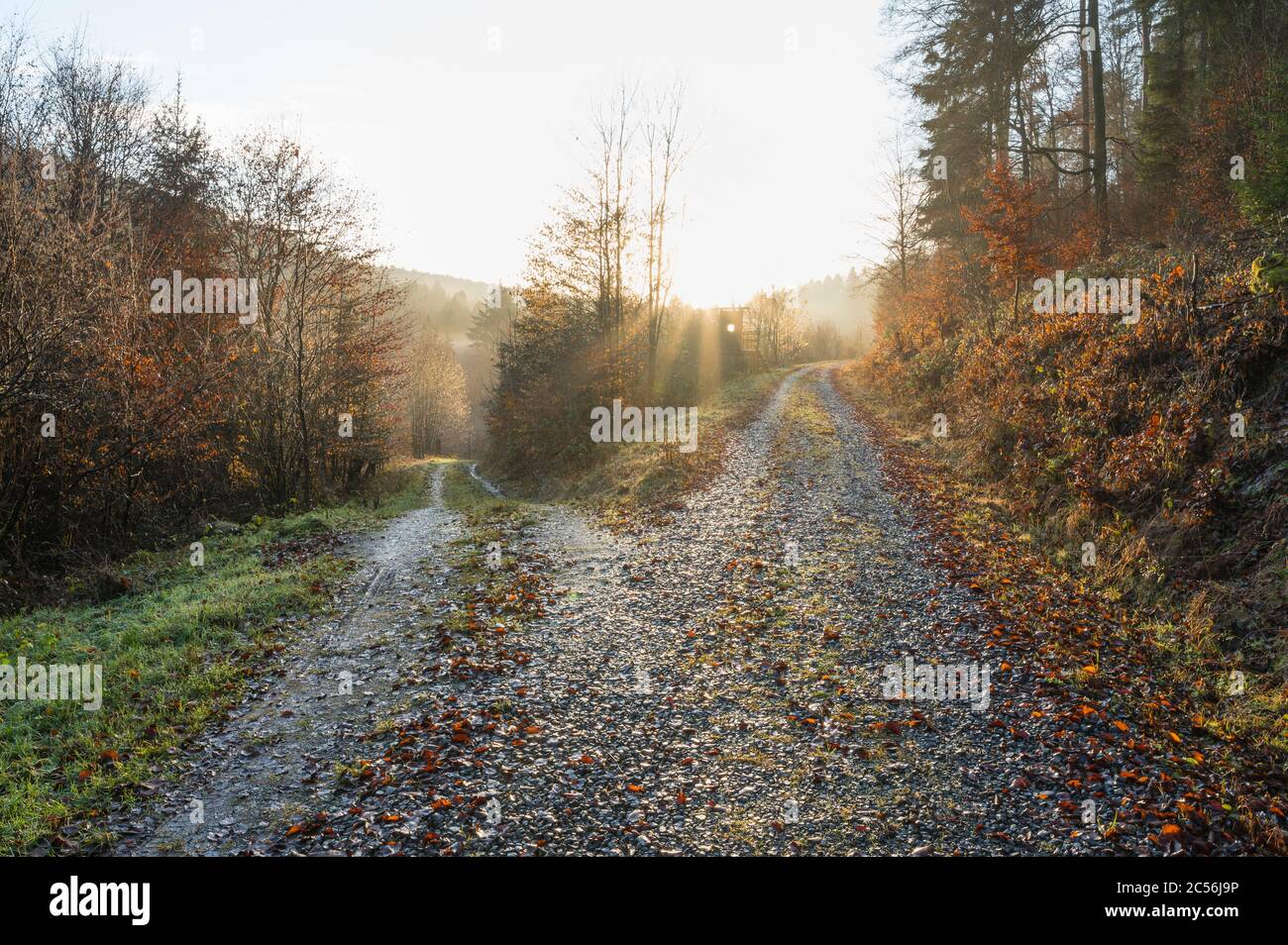 Forked forest path, Walldürn, Baden-Württemberg, Germany Stock Photo