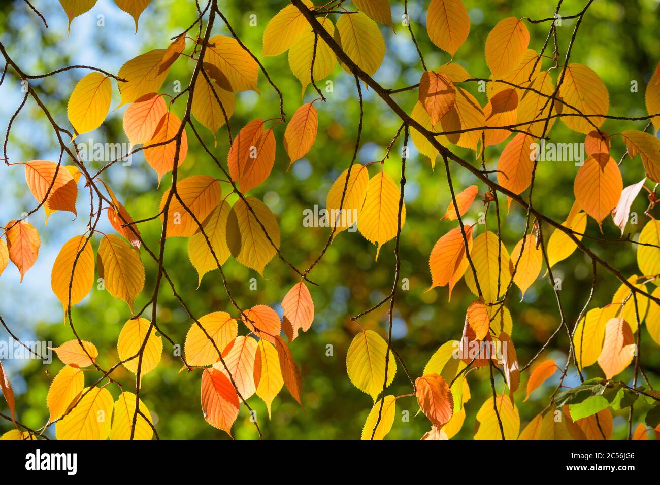 Colorful cherry tree foliage in autumn Stock Photo