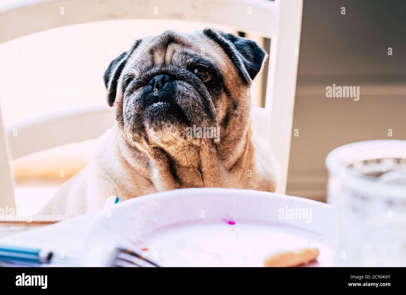 Funny nice pug dog at home sitting on the table - old puppy lovely domestic animal and best friend concept Stock Photo