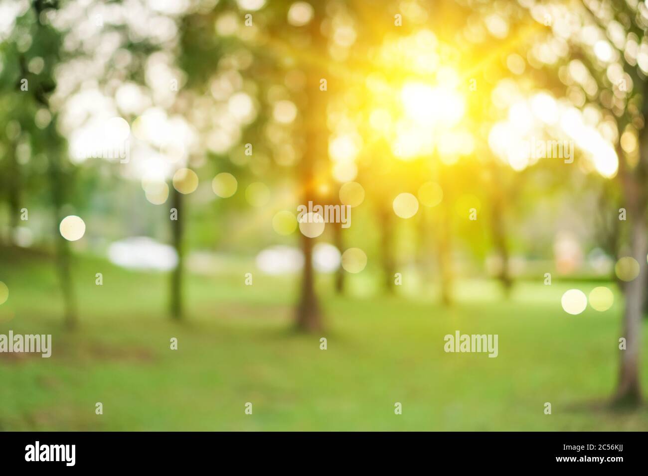 Blur nature bokeh green park by beach and tropical coconut trees in ...