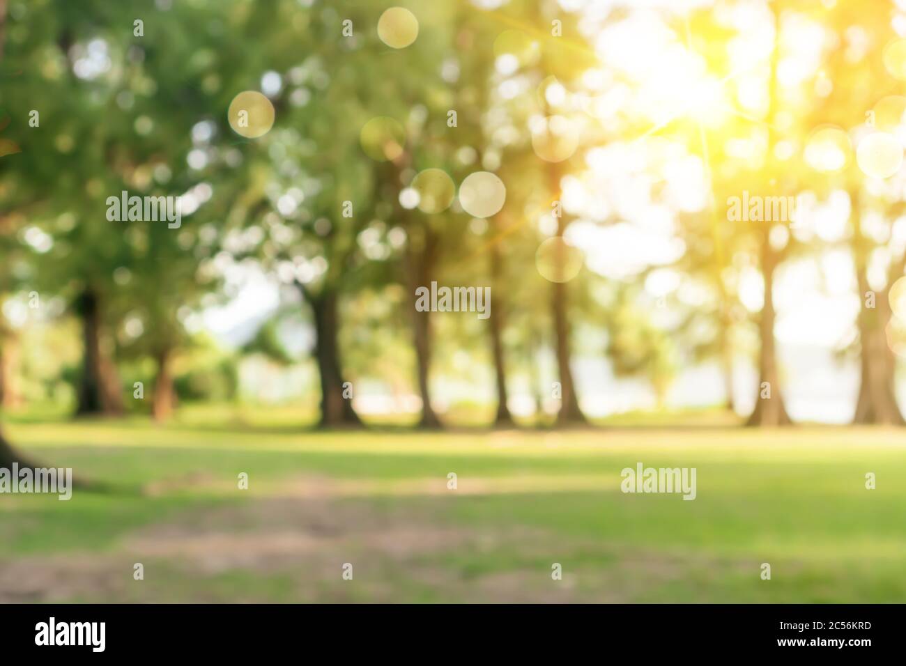 Blur nature bokeh green park by beach and tropical coconut trees in ...