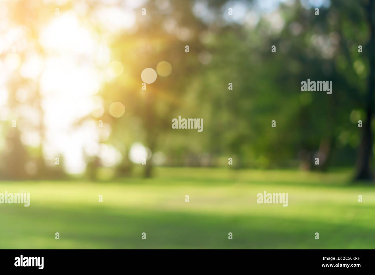 Blur nature bokeh green park by beach and tropical coconut trees in ...