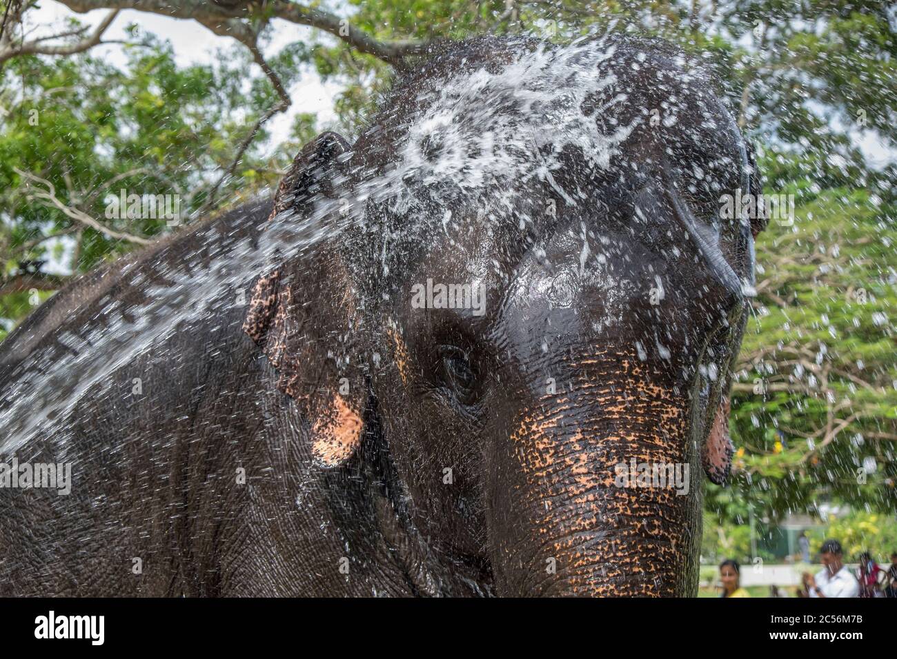 Elephant is sprayed with a water steel for refreshment and cleaning Stock Photo