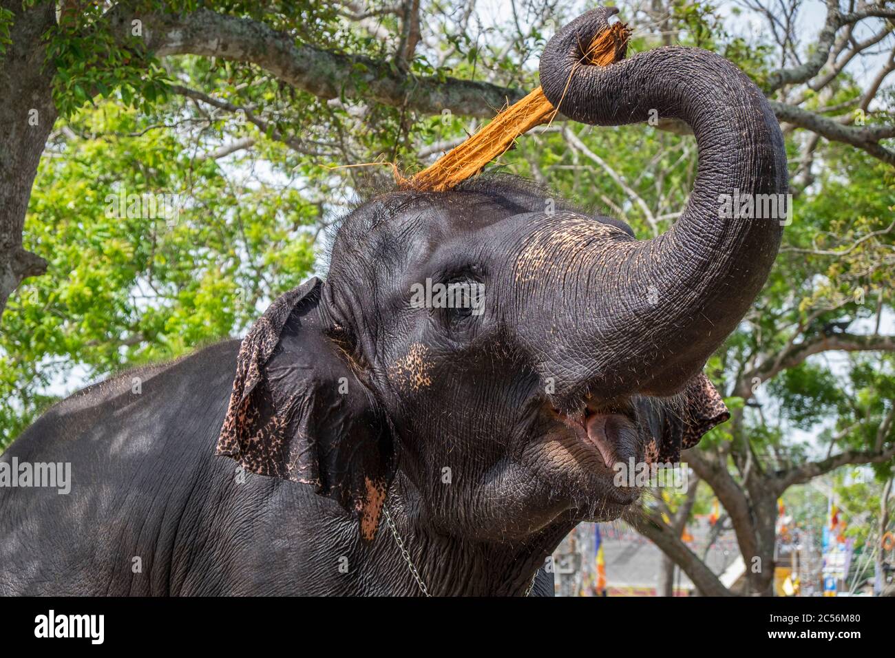 happy elephant scratches his head with a wooden piece in the armchair Stock Photo