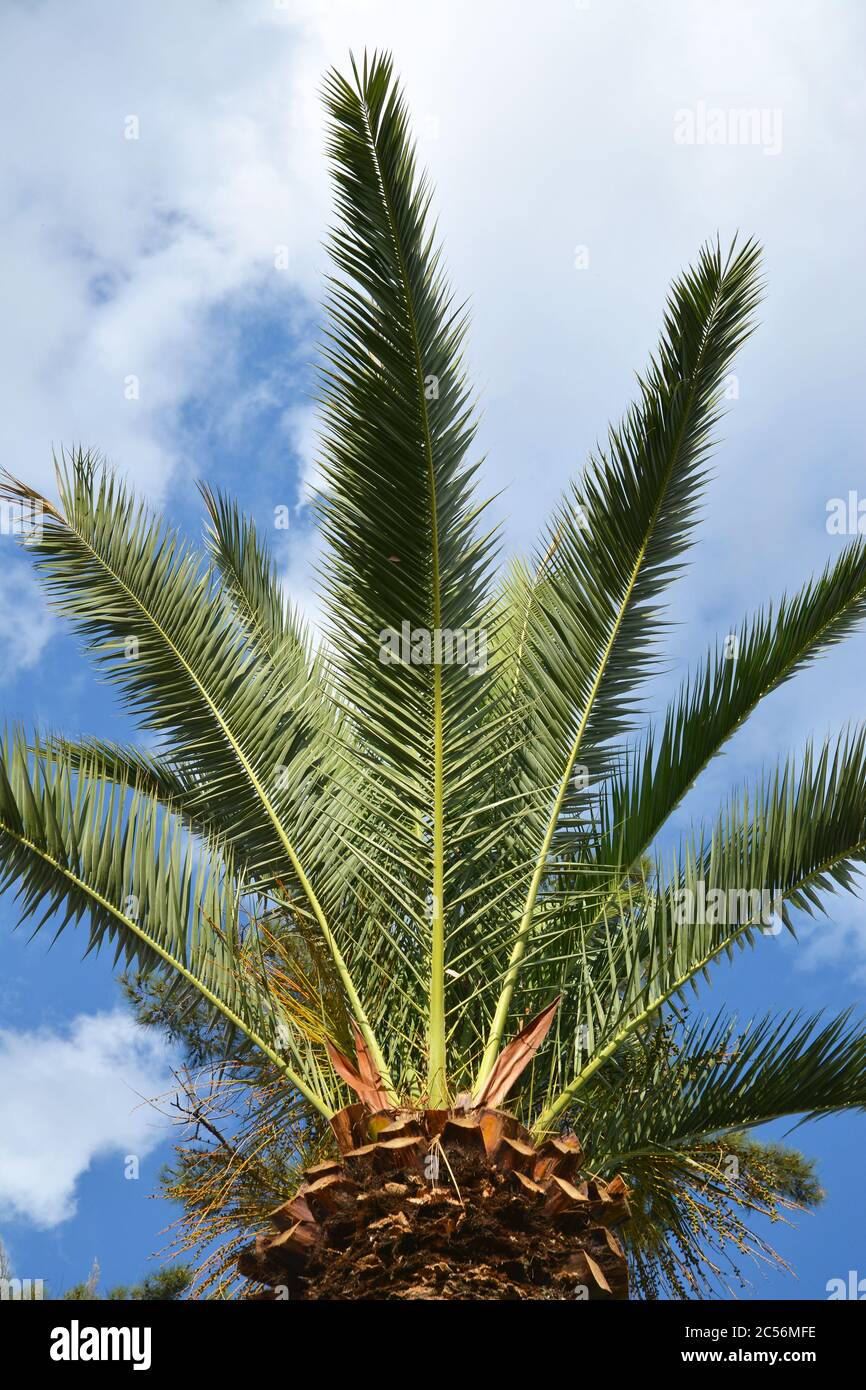 Vertical low angle shot of a palm and cloudy sky on the background in ...