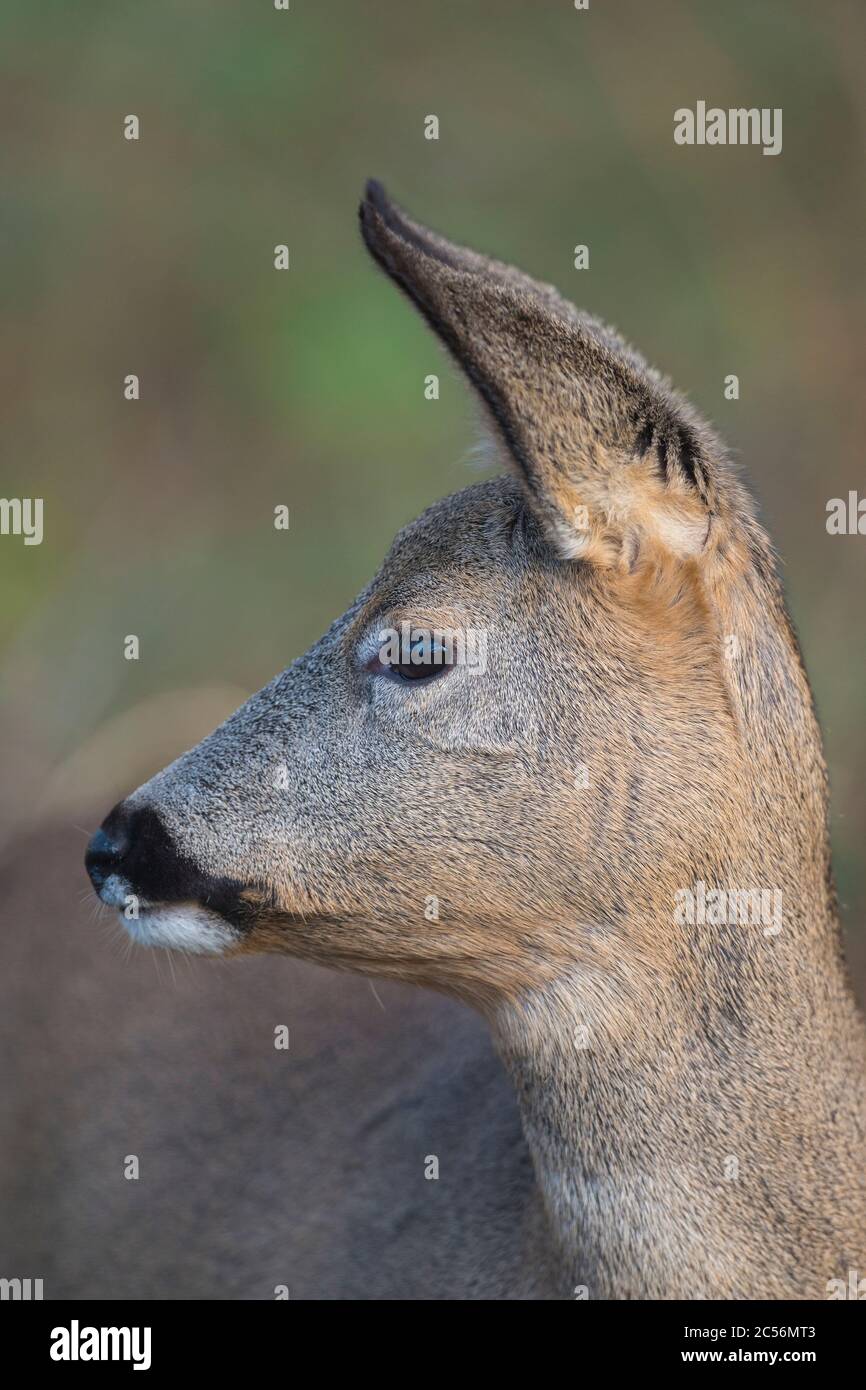 Roe Deer, Capreolus capreolus, female Stock Photo - Alamy