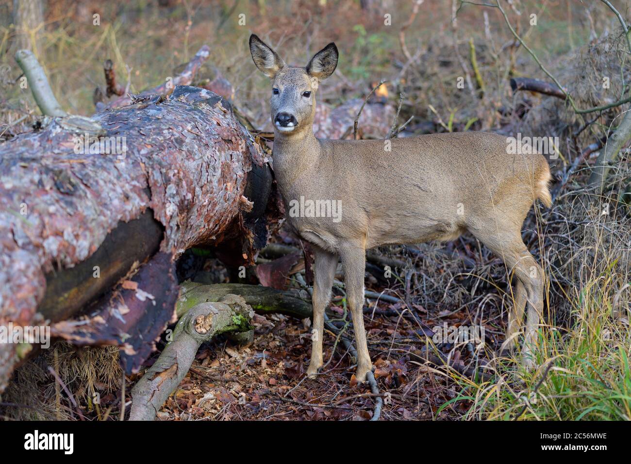 Roe Deer, Capreolus capreolus, female Stock Photo - Alamy