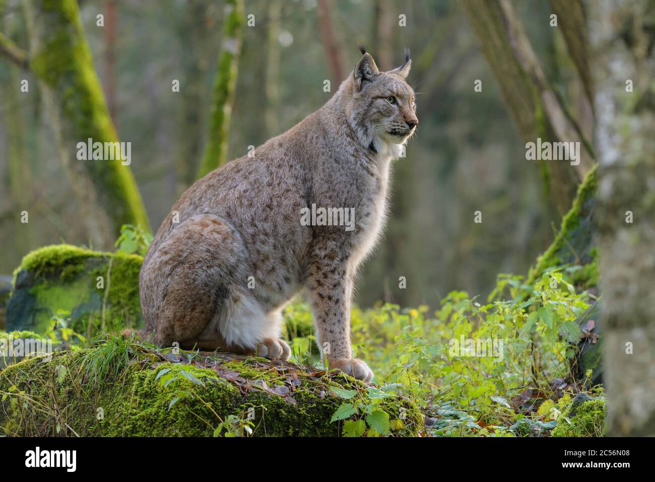 European Lynx, Lynx lynx Stock Photo - Alamy