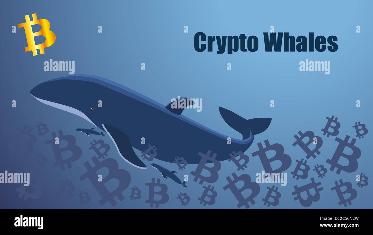 Concept screen with crypto whale floating in the sea of bitcoins. Golden  bitcoin icon. Template for website or news illustration. Blue background  Stock Vector Image & Art - Alamy