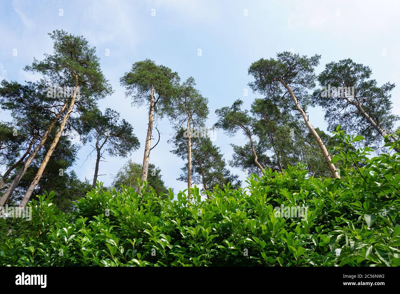 Low angle shot of a forest with lots of tall trees Stock Photo - Alamy