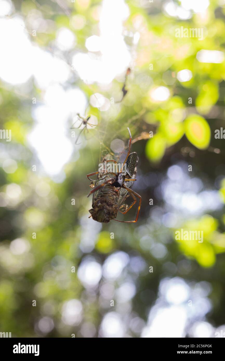 Catching spiders hi-res stock photography and images - Alamy