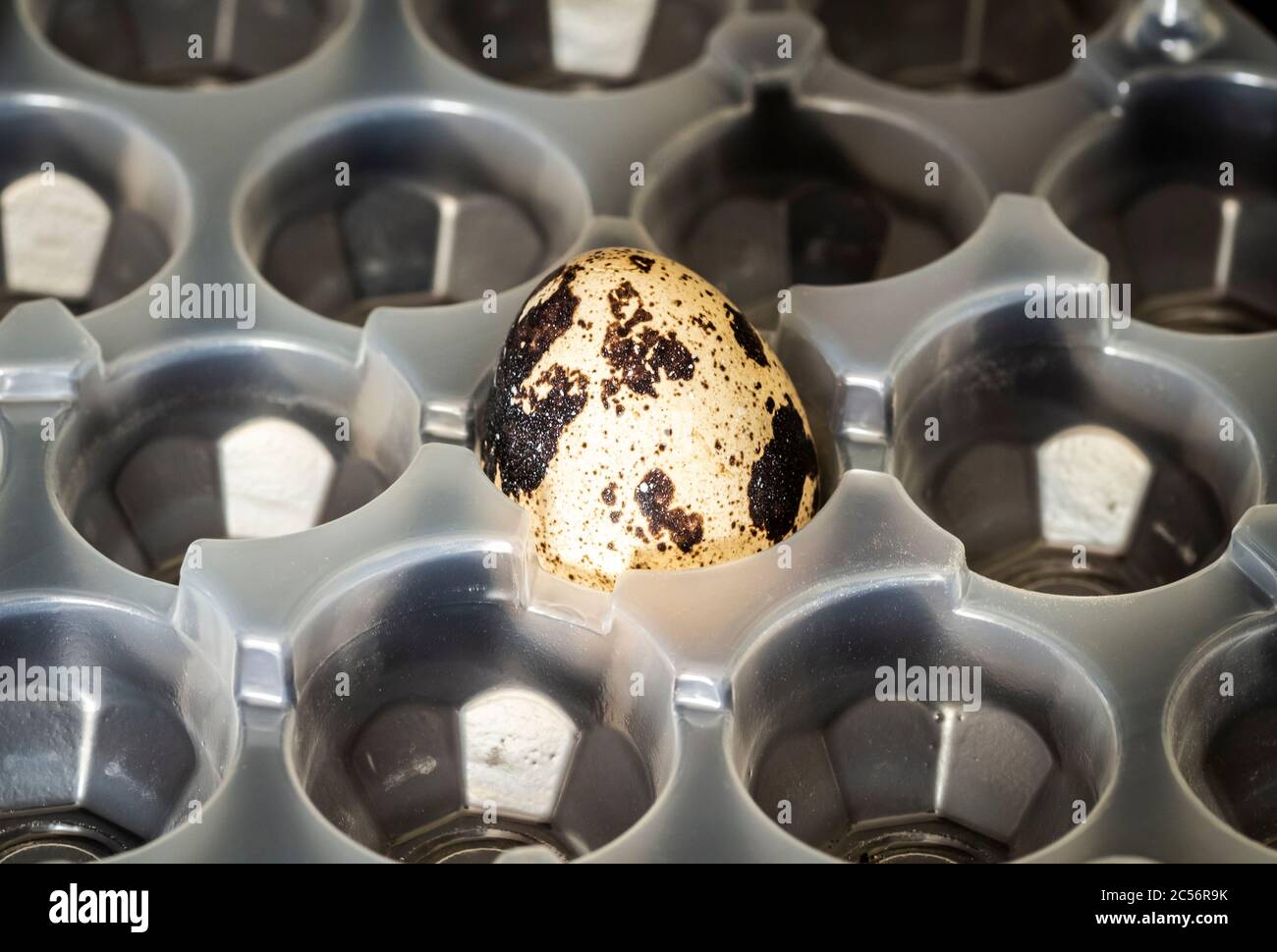 One last quail egg in a plastic bag. Stock Photo