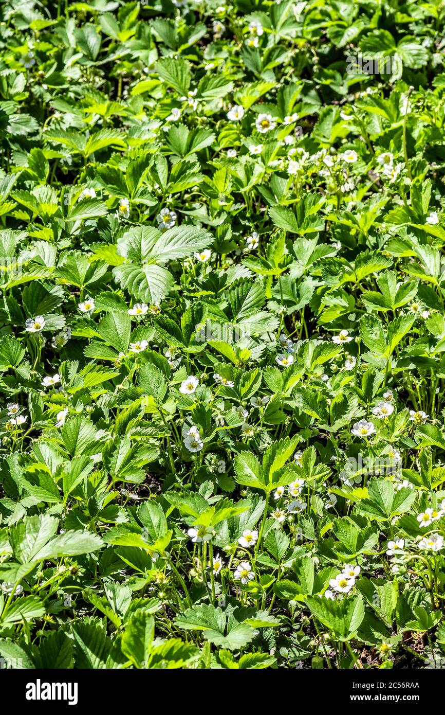 Strawberry bush grow in garden hi-res stock photography and images - Alamy