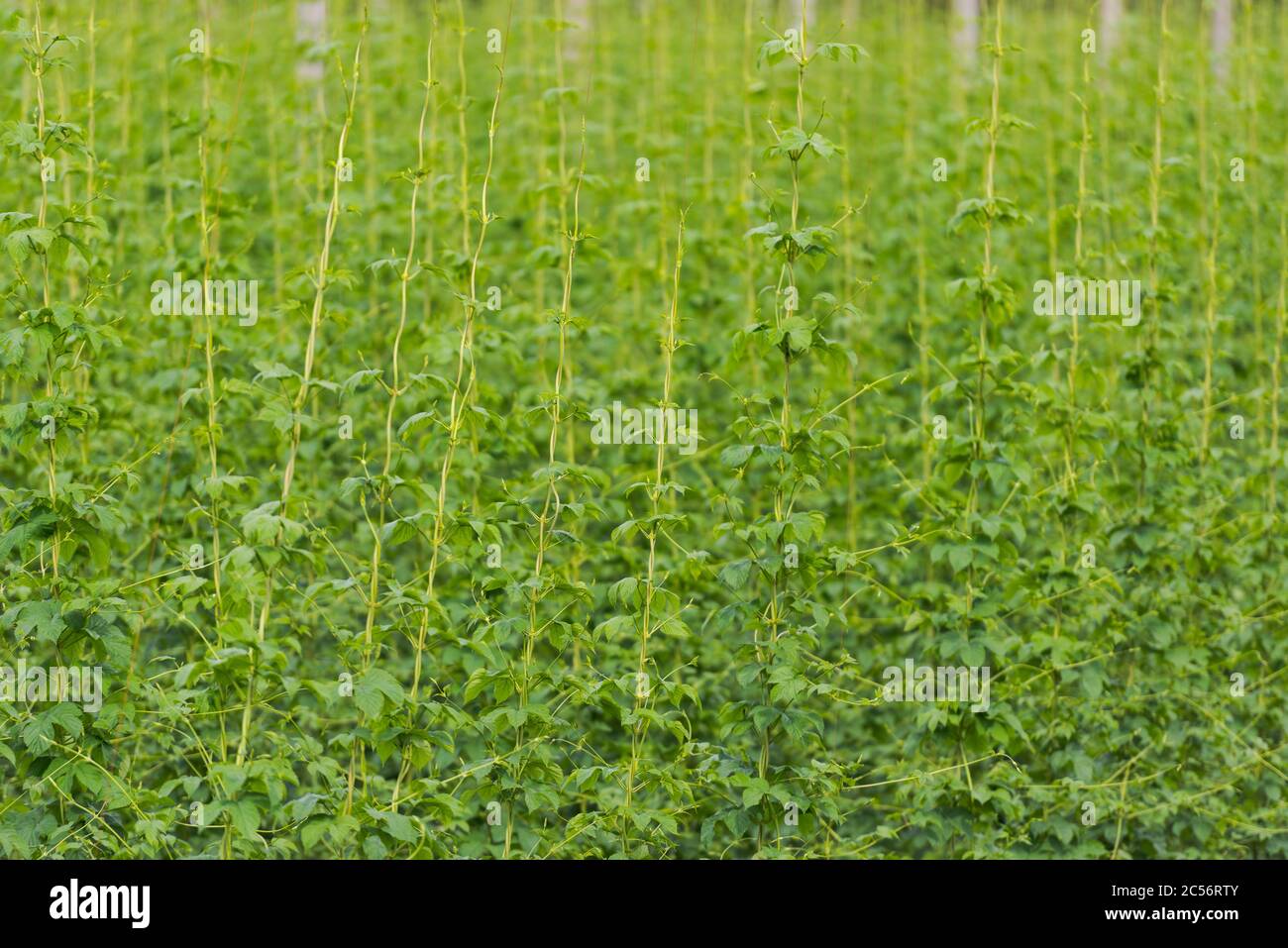 Hop growing region hires stock photography and images Alamy