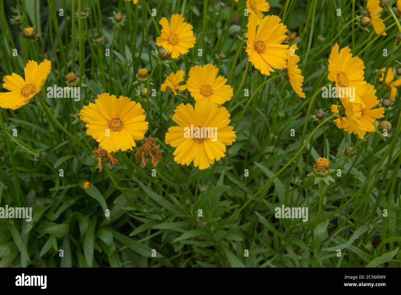 Summer Flowering Bright Yellow Tickseed or Cutting Gold Flowers
