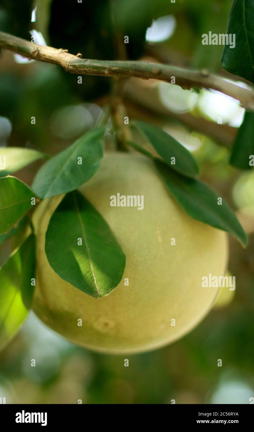 Pomelo or Citrus grandis on tree. Stock Photo