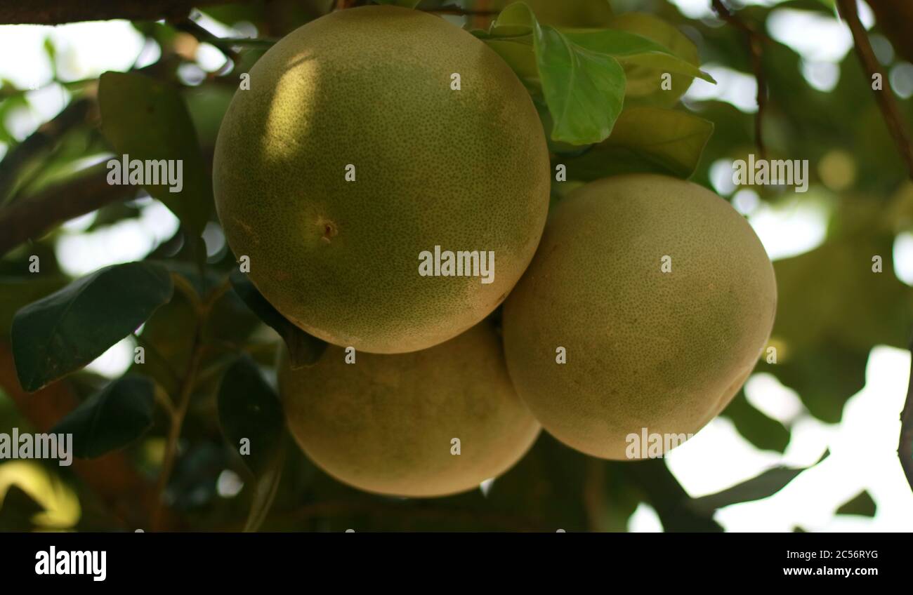 Pomelo or Citrus grandis on tree. Stock Photo