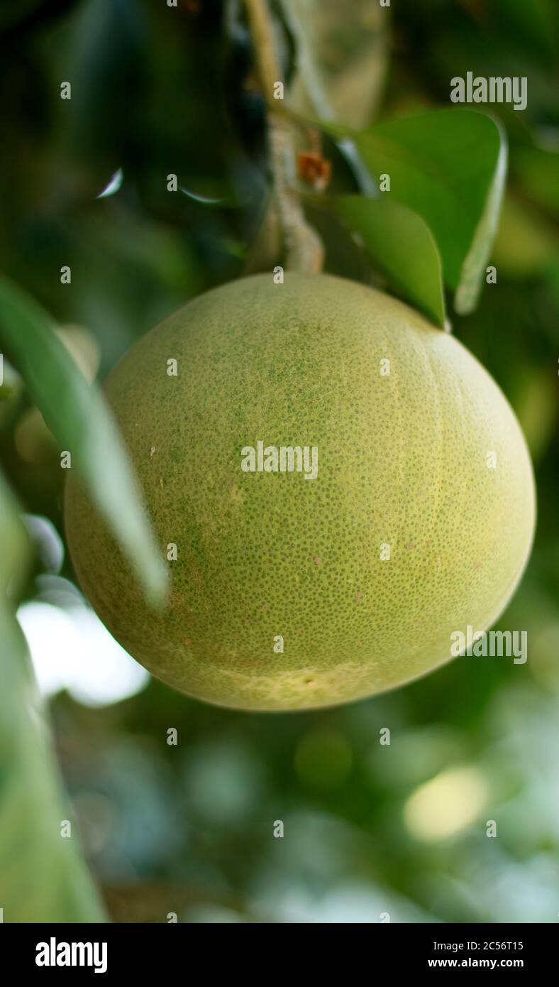 Pomelo or Citrus grandis on tree. Stock Photo