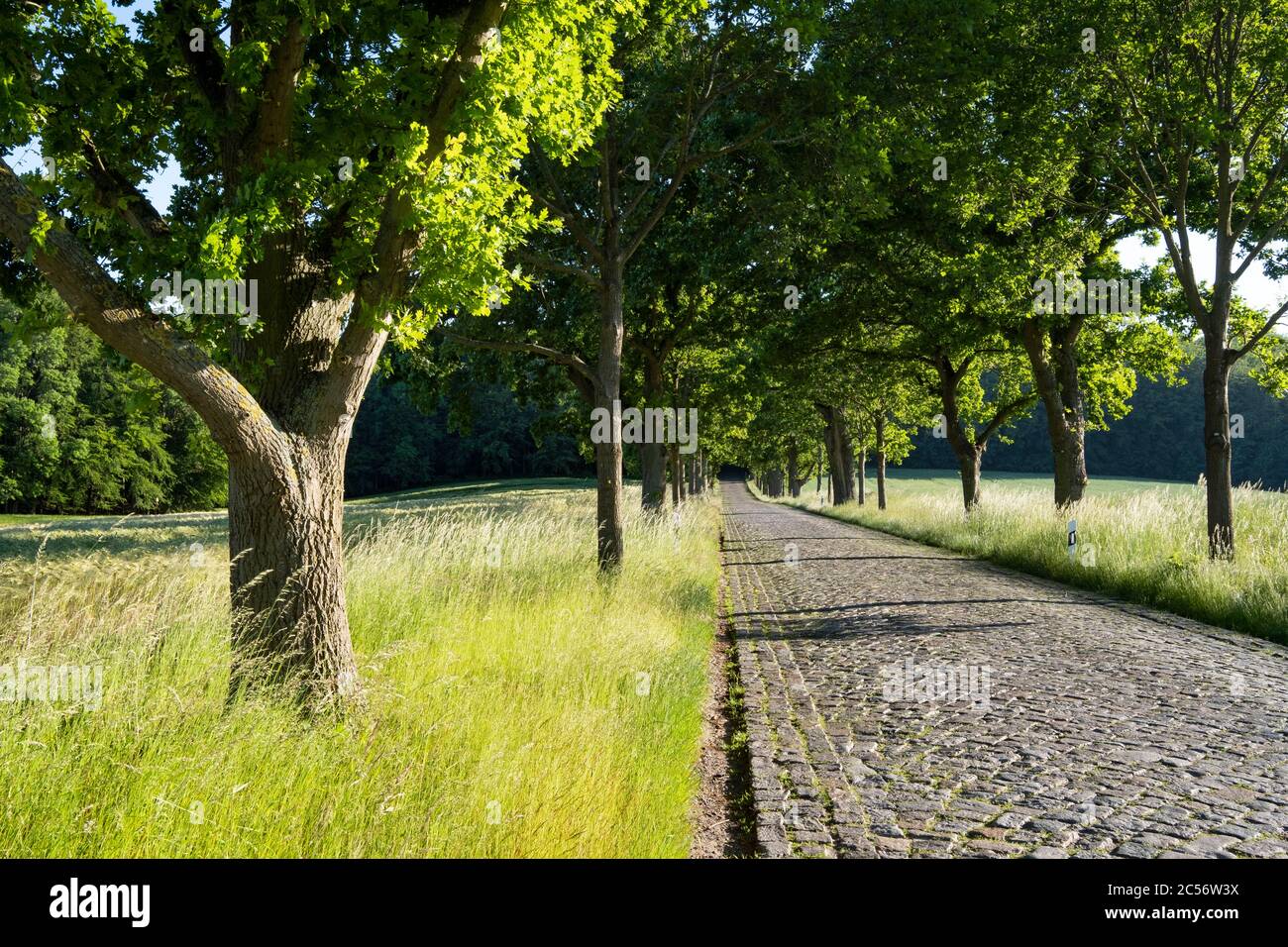 Oak trees and avenue with cobblestone pavement near Vilmnitz on the