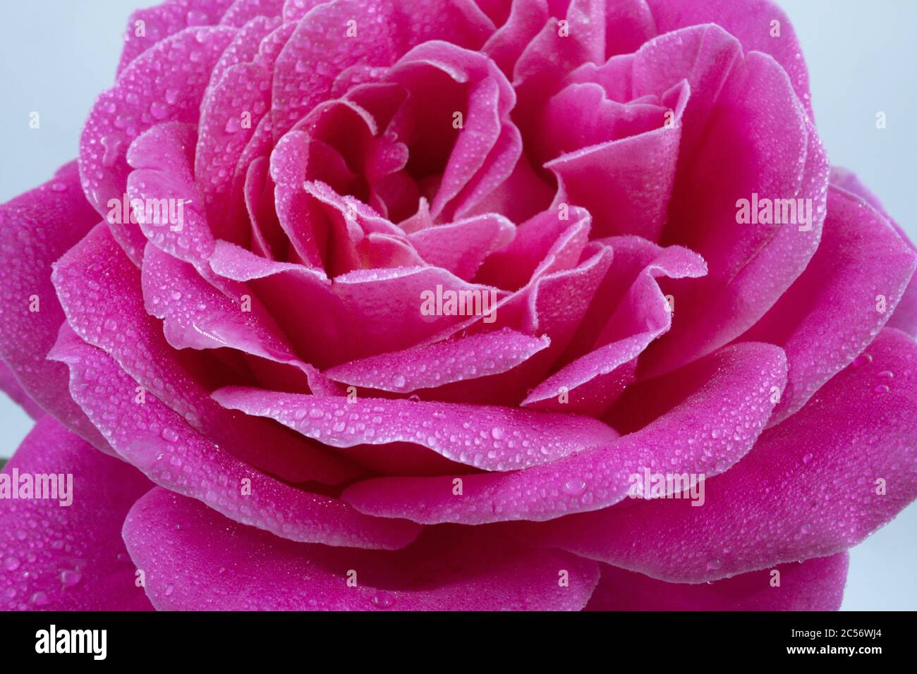 Macro shot of a beautiful pink rose with water drops - perfect for ...