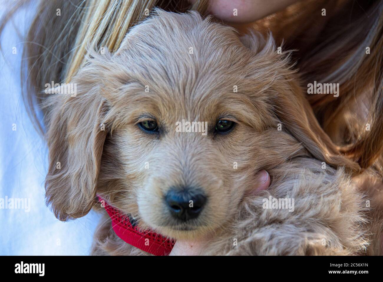 Blue Eyed Goldendoodle Blue Eyed Goldendoodle