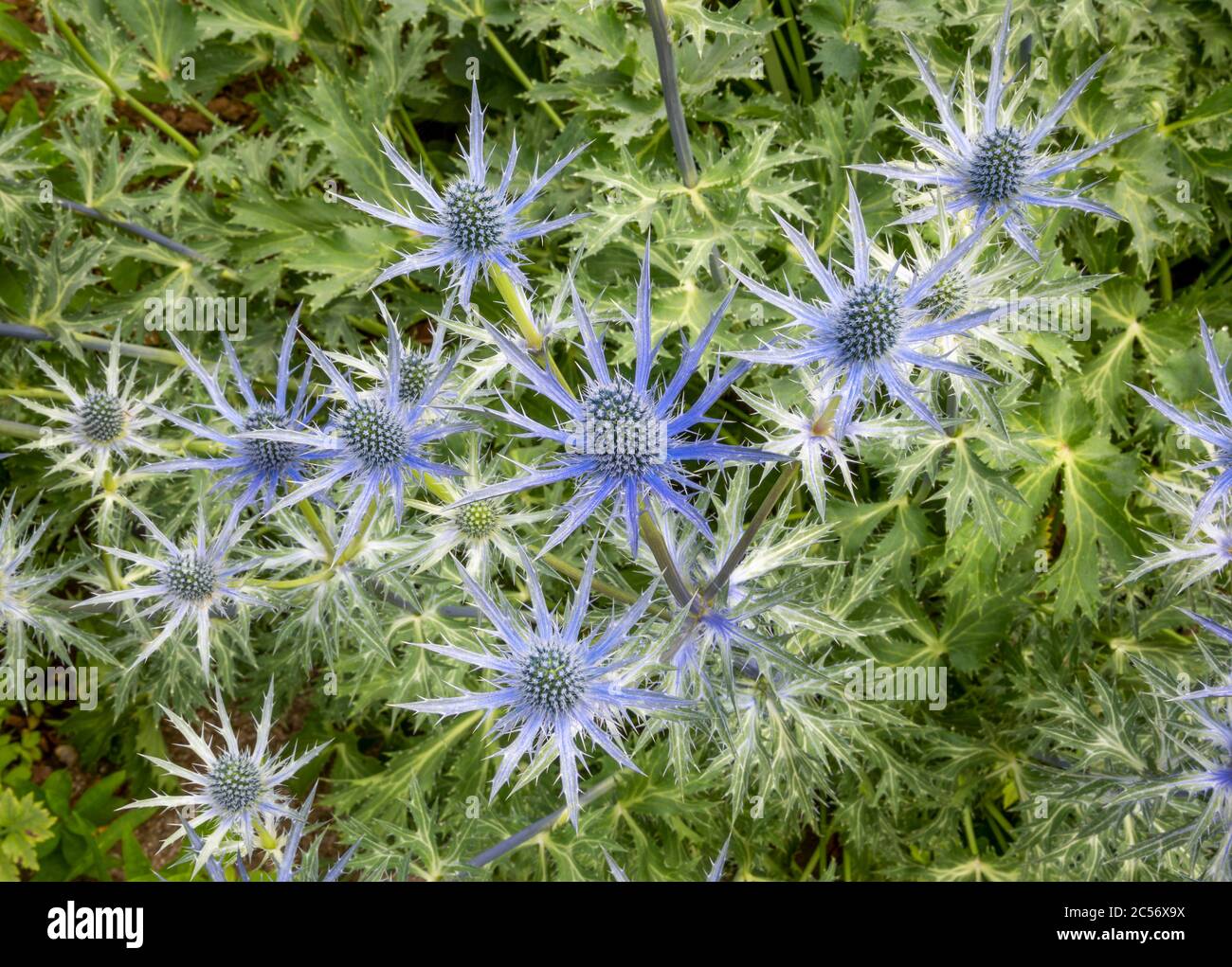 Close up from above of Eryngium × zabelii 'Big Blue', Sea Holly, blue flowers with green leaves in background. Stock Photo