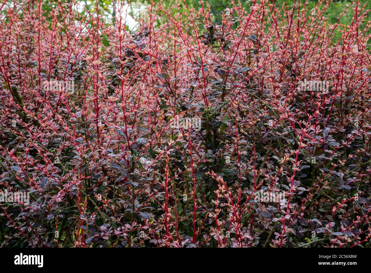 Close up BERBERIS thunbergii f. atropurpurea 'Rose Glow' bush. New red shoots with deep purple leaves. Stock Photo