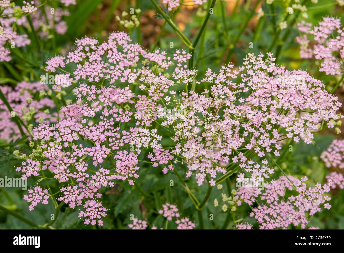 Close up of pink Pimpinella major 'Rosea' flowers with blurred green background. Stock Photo