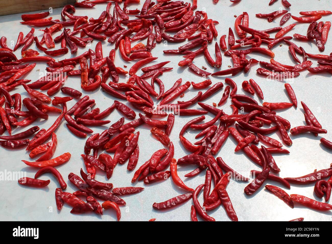 Red chili peppers drying in the sun on an outdoor pallet Stock Photo