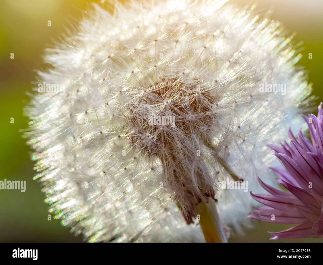 Blowing white dandelion on sunny hi-res stock photography and images ...