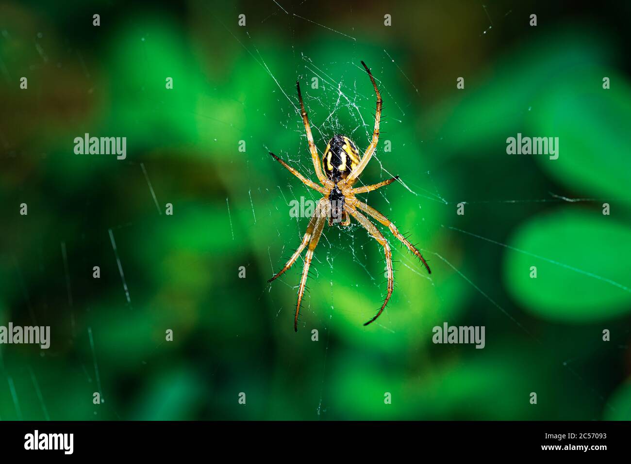 european garden spider, Neoscona adianta, on its orb web waiting for a prey Stock Photo