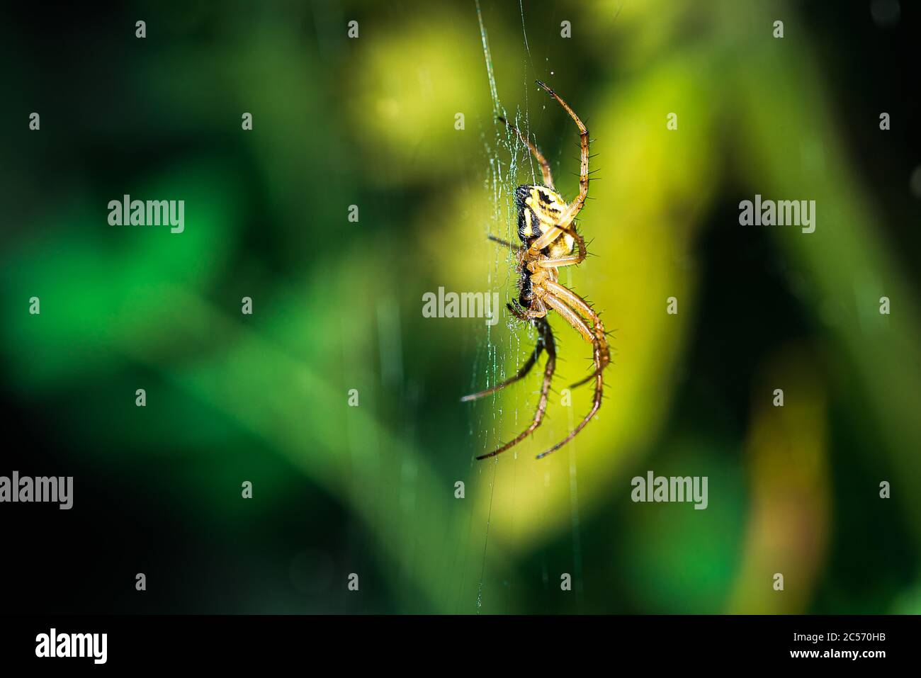 european garden spider, Neoscona adianta, on its orb web waiting for a prey Stock Photo
