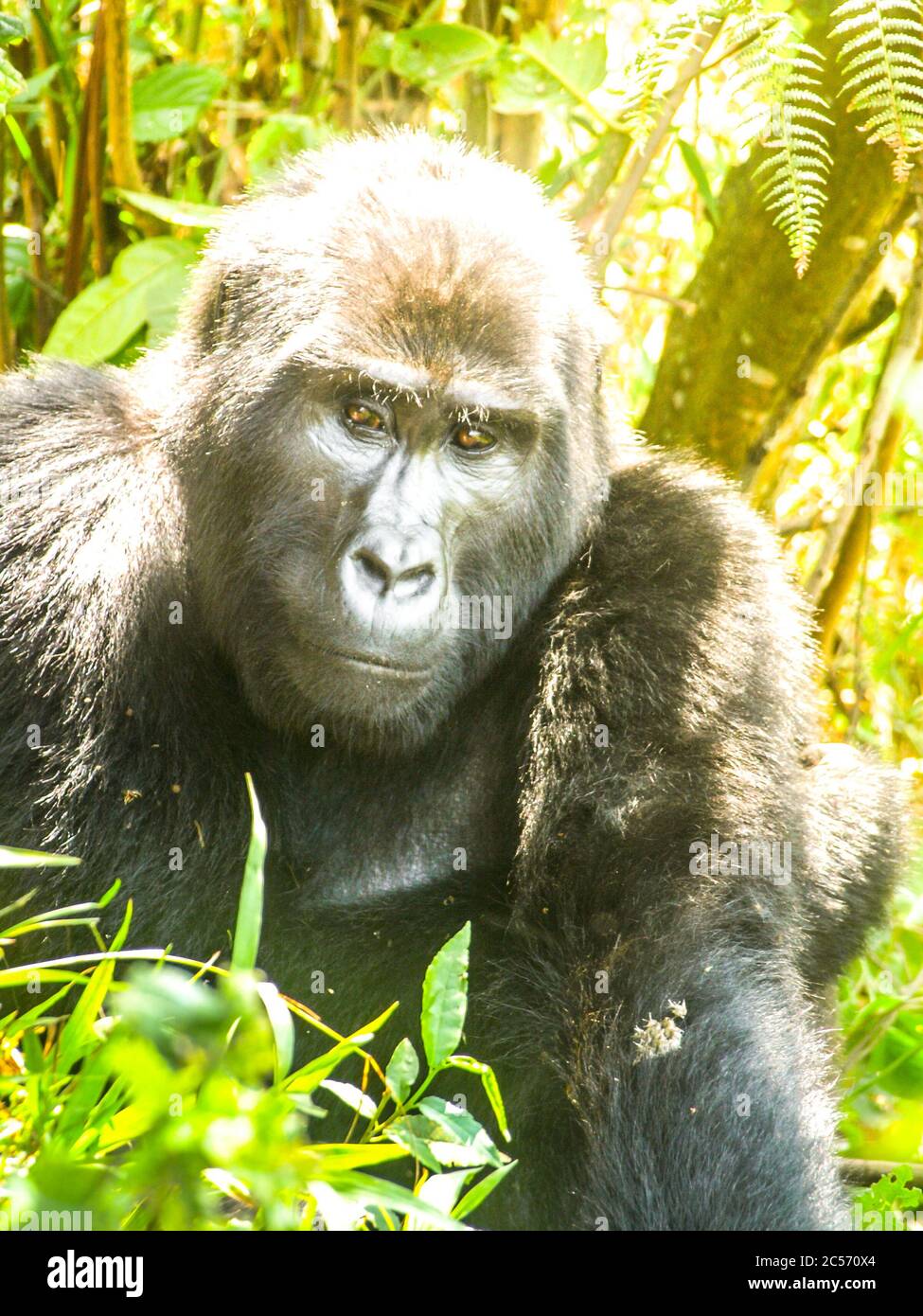 Portrait of adult male eastern gorilla, Gorilla beringei, aka Silverback, in natural habitat. Critically endangered primate. Green jungle forests of Bwindi Impenetrable National Park, Uganda, Africa. Stock Photo