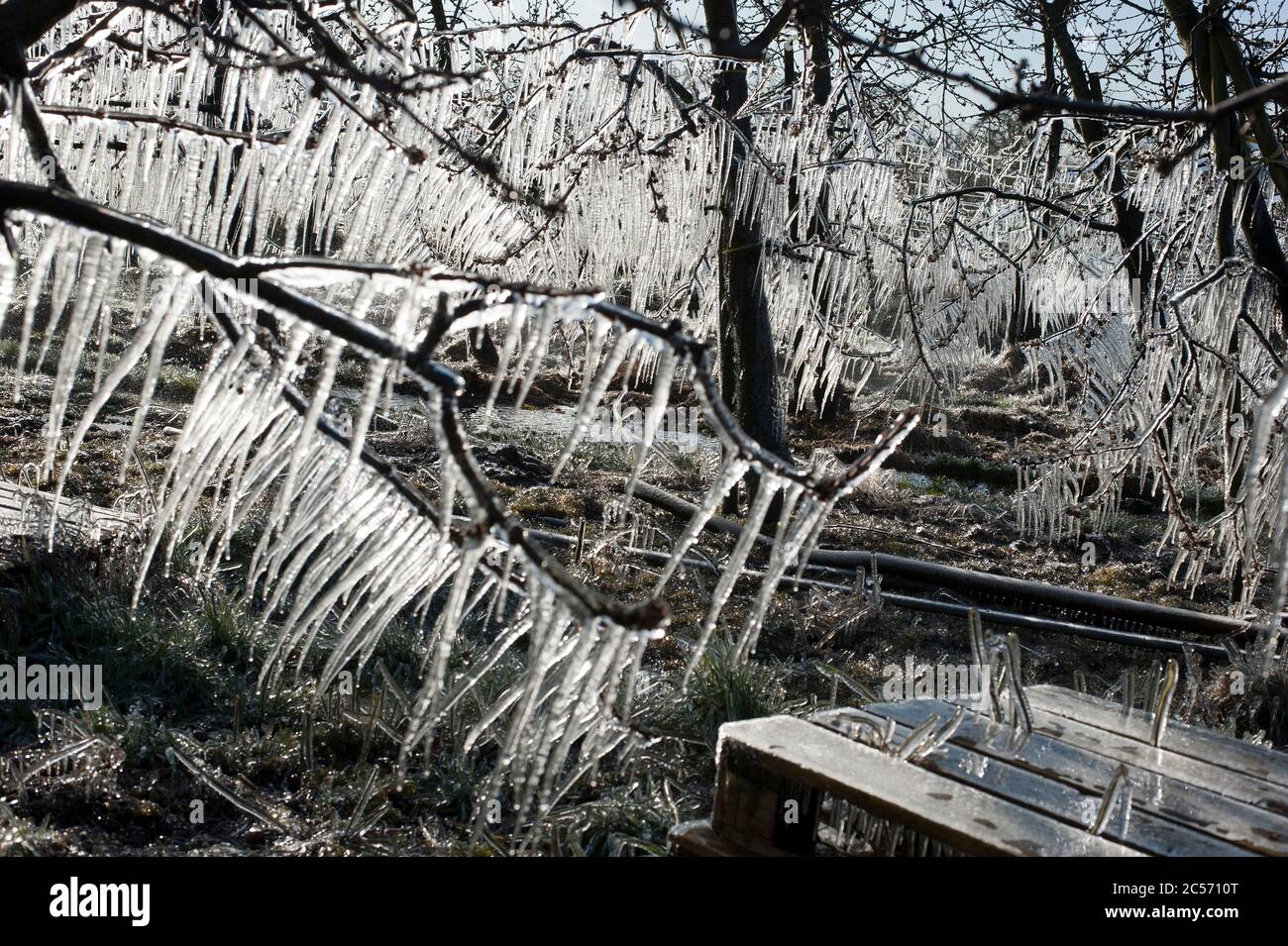Orchard, apple trees, frost protection in the old country Stock Photo Alamy