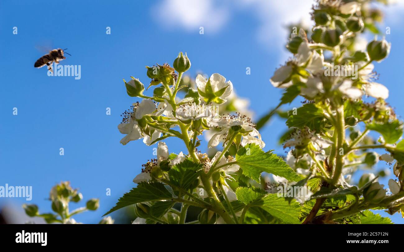 Bees collect pollen from the flowers of an apple tree Stock Photo Alamy