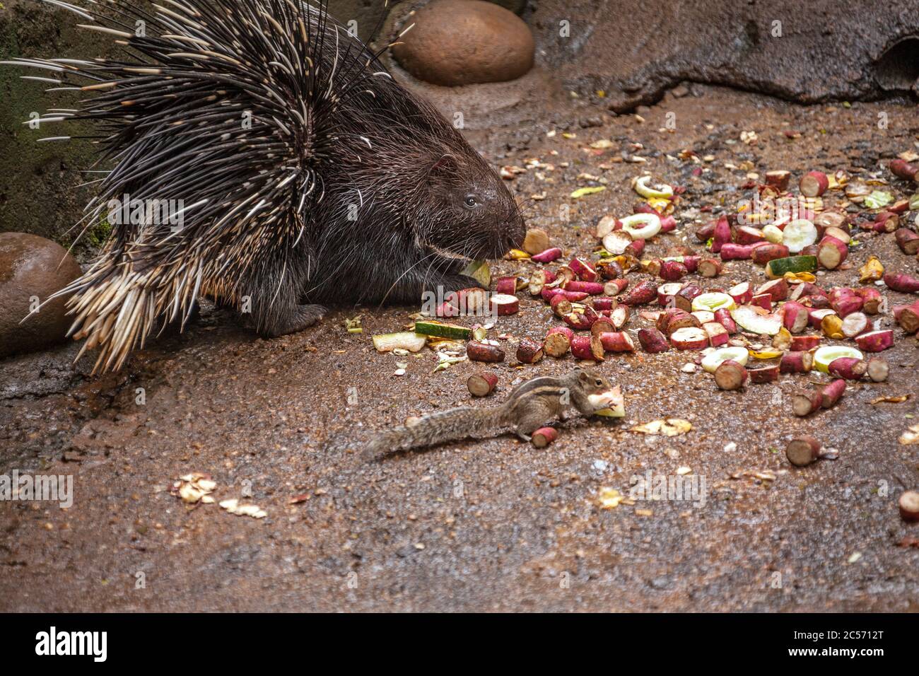 Porcupine and chipmunk have a delicious lunch near a roadside cafe in Sri Lanka Stock Photo