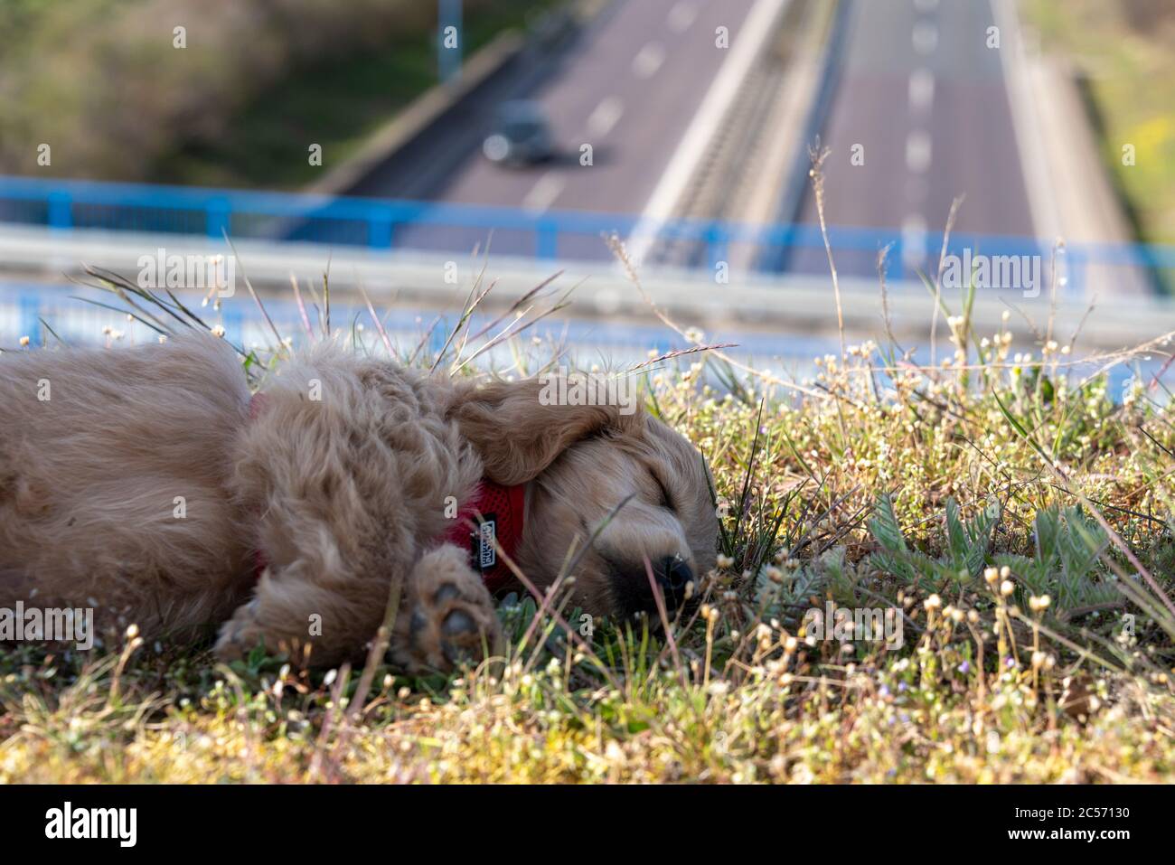 A Mini Goldendoodle, a mix of Golden Retriever and Miniature Poodle, sleeps on a highway bridge. Stock Photo