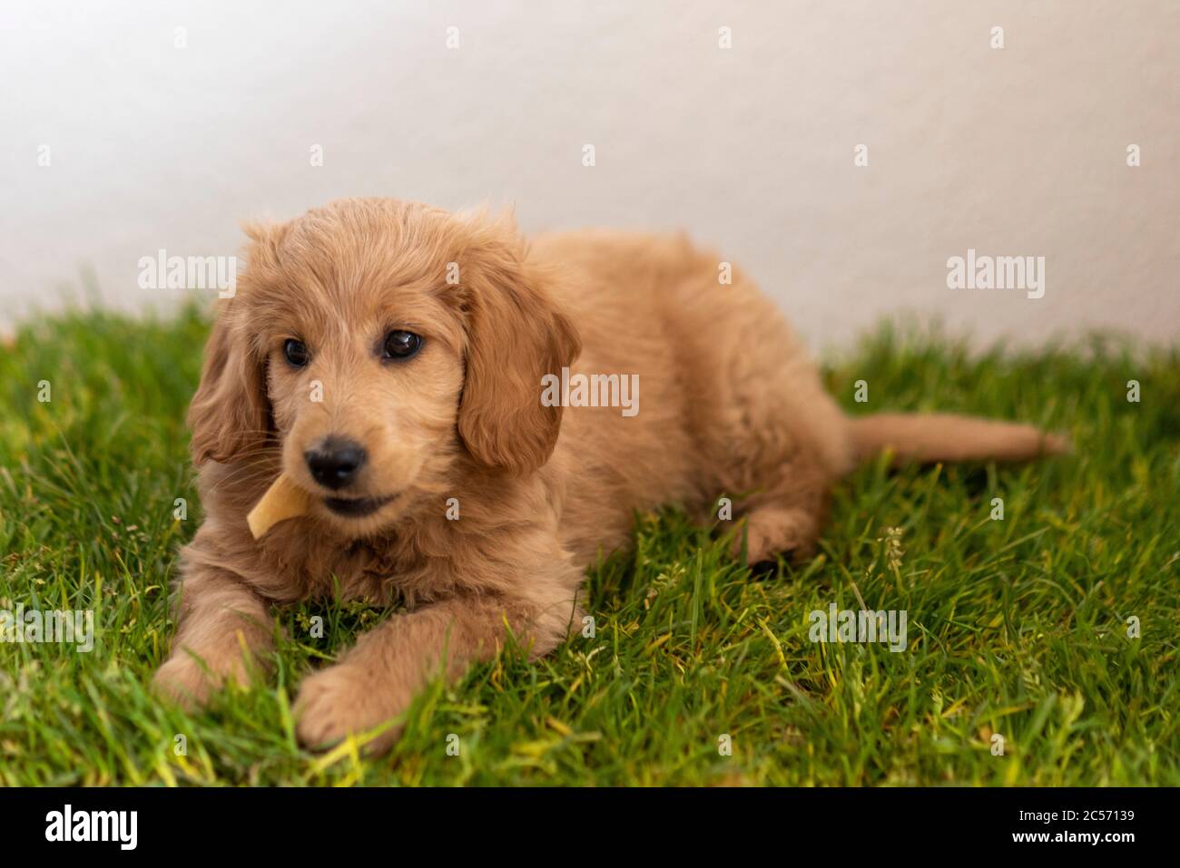 golden retriever toy poodle