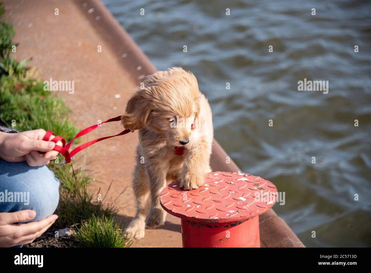 Puppies the leash leashes hires stock photography and images Alamy