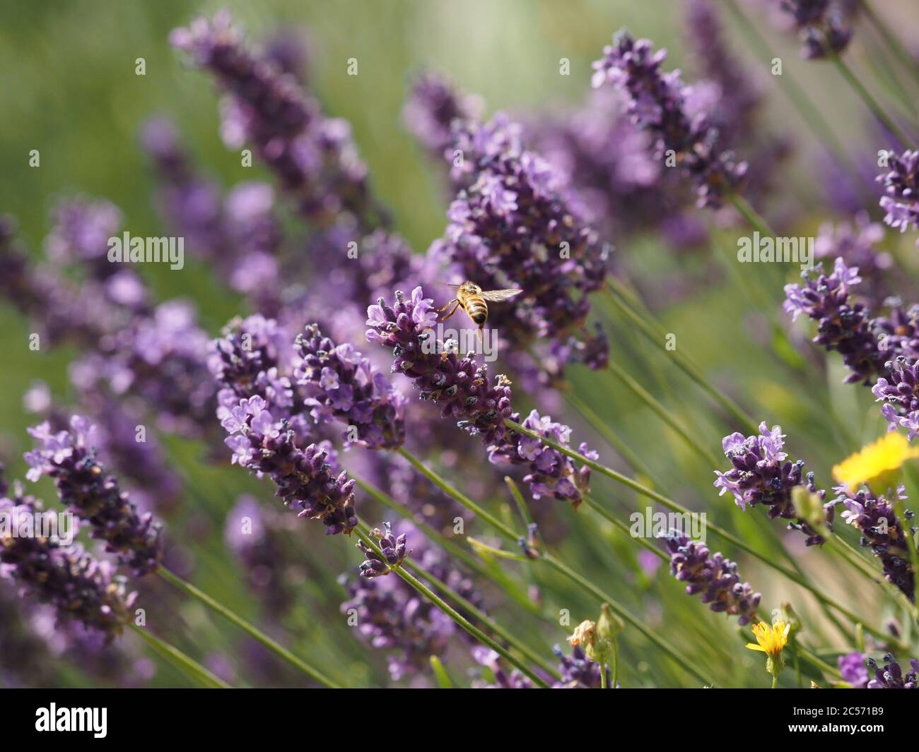 Honeybee flies in a lavender field, seasonal or natural background