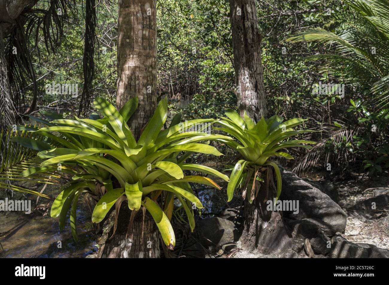 Epiphite Bromeliad, Werauhia sanguinolenta, Bromeliaceae, Coiba National Park, Gulf of Chiriquí, Panama, Centroamerica Stock Photo