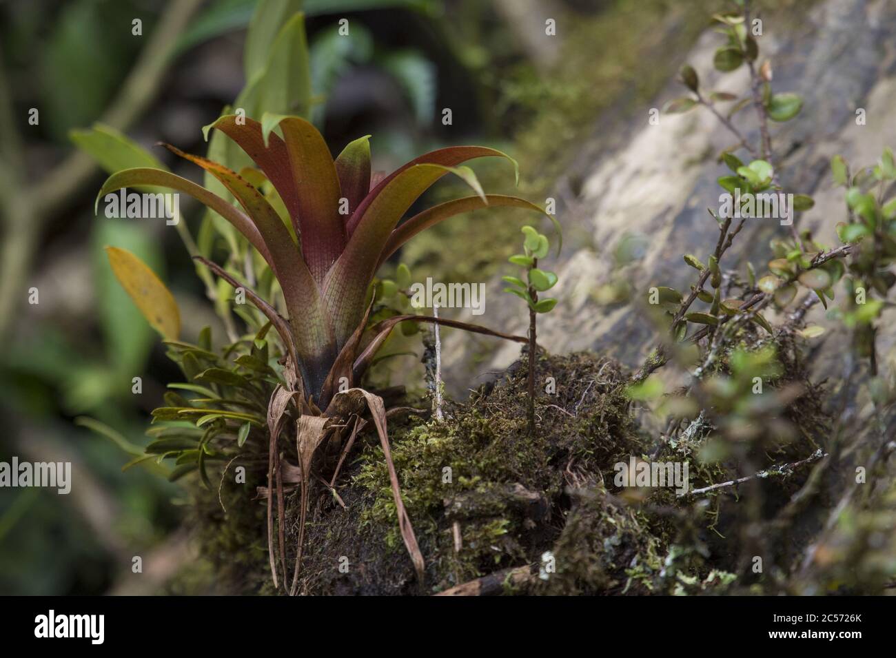Epiphite plant Werauhia (Vriesea) sp, Bromeliaceae, Monteverde Cloud Forest Reserve, Costa Rica, Centroamerica Stock Photo