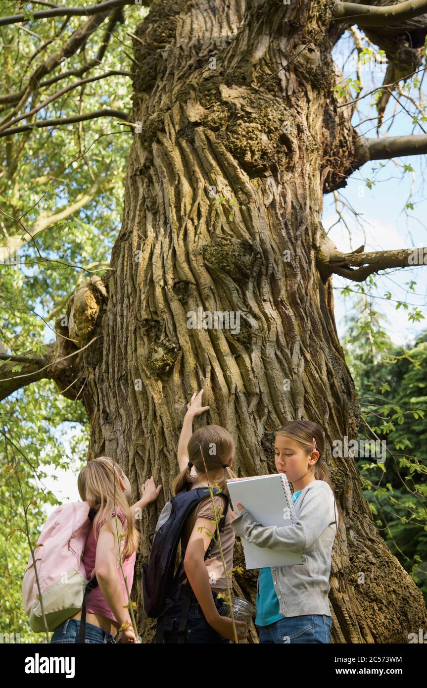 Curious girls looking up at tree in woods on field trip Stock Photo