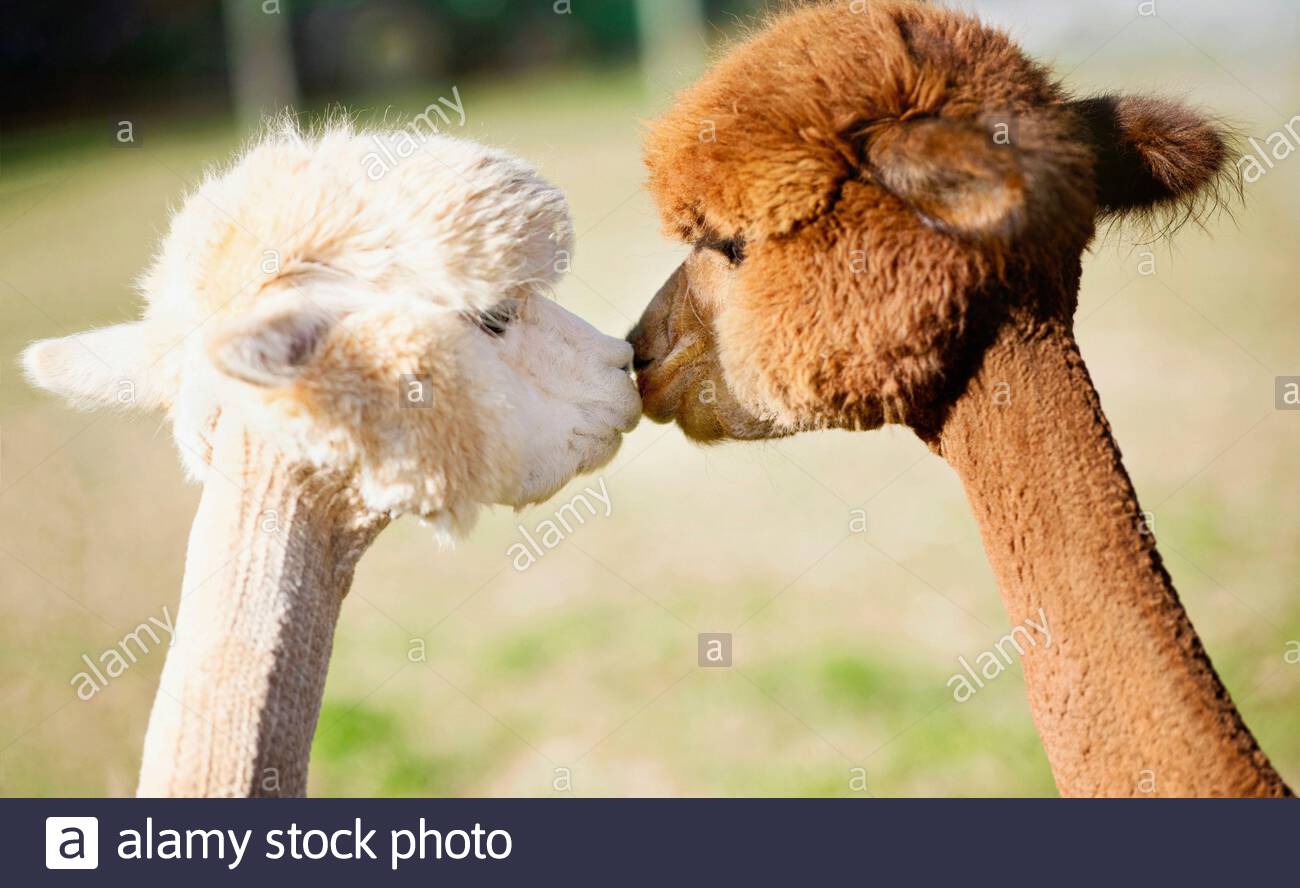Cute Alpacas Kissing Stock Photo Alamy