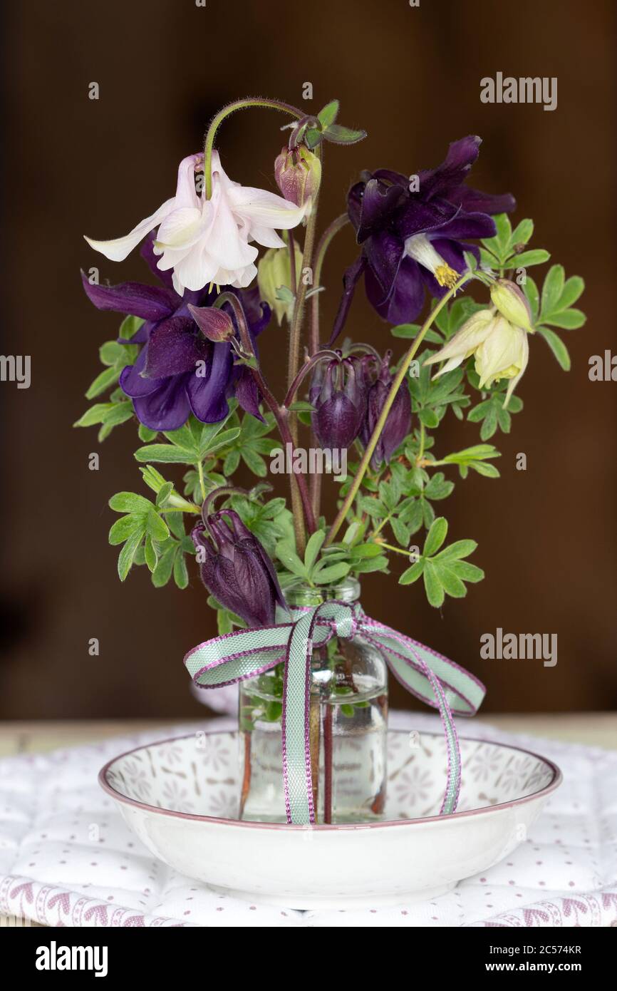 bouquet of columbine flowers in pink and purple in glass bottle Stock