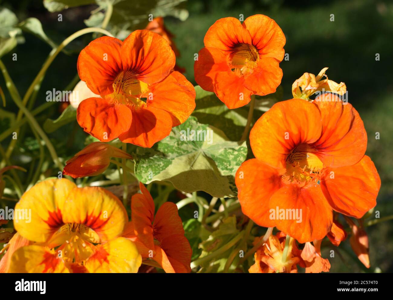 Nasturtium. Close up of orange flowers with yellow centres. Stock Photo